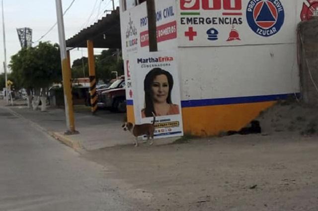 Colocan propaganda de Martha Erika en postes y árboles de Izúcar image 3