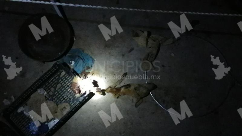 Perritas fueron rescatadas mientras se comían a otro can en Tehuacán