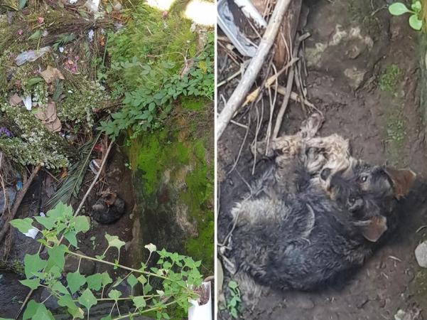 Tiran nuevamente a perritos a barranca de Atlixco