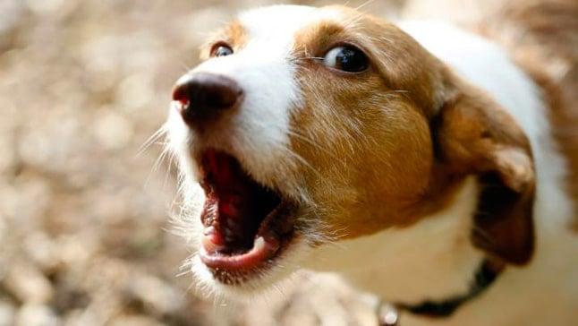 Gobierno de San Pedro Cholula atiende agresión canina contra menor