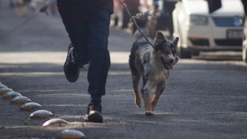 Tecamachalco contará con un Santuario Animal de Pequeñas Especies