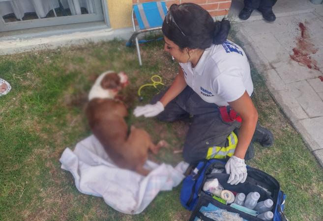 VIDEO Lanzan a perrito desde un cuarto piso en Puebla