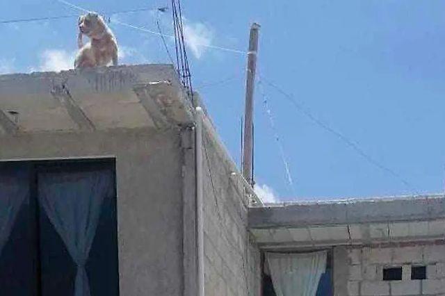 En Puebla muere perro encadenado en azotea; autoridades no atienden denuncia