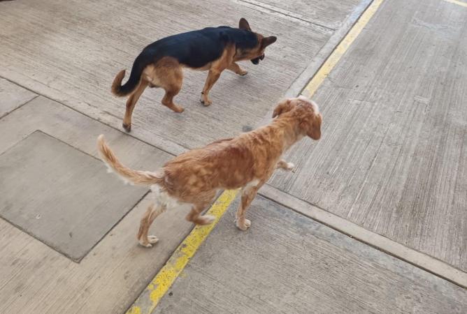 Se incrementan casos de mordeduras de perro en Tehuacán; a la semana se reportan 5 casos