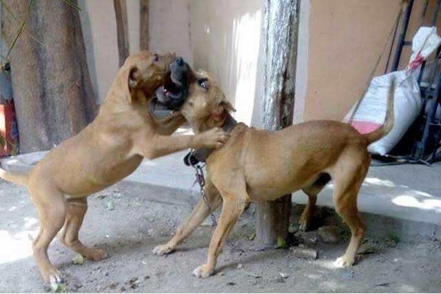 Desarrollarán nuevo reglamento de tenencia de mascotas en Atlixco