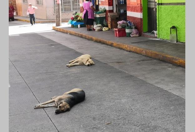 Realizarán razias contra perros callejeros en San Pedro Cholula