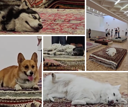 Museo Tamayo: piden suspender performance con perros que fingen estar muertos