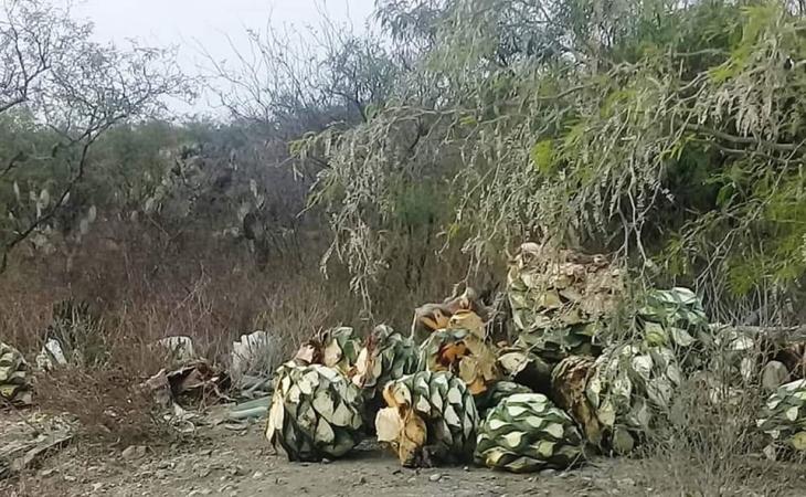 Continúa saqueo de maguey silvestre en la Reserva de la Biosfera