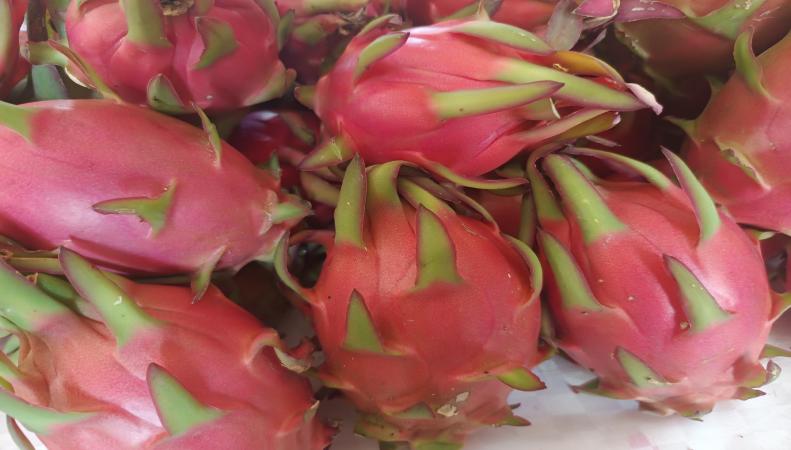 Impulsan proyecto de cultivo de Pitahaya roja en Santa Ana Teloxtoc