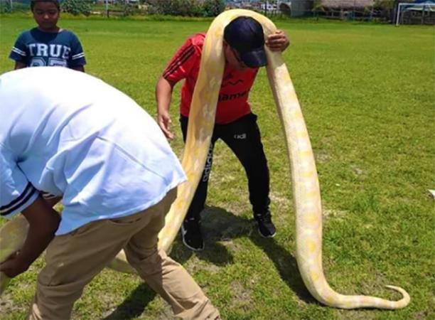 Atrapan enorme serpiente pitón en San Baltazar Tetela, Puebla