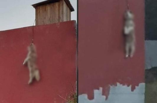Causa enojo en redes fotos de perro ahorcado en La Resurrección en Puebla