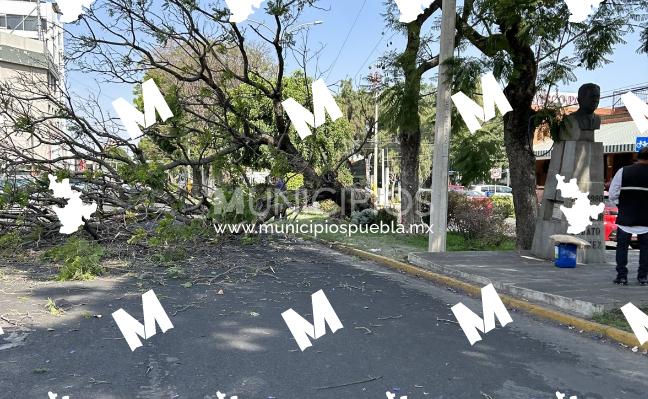 Cae árbol en calles de la colonia Huexotitla