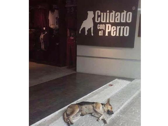 Cuidado con el Perro en Atlixco ayuda a peluditos en temporada de calor