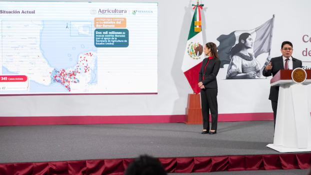 MAÑANERA México libera moscas estériles ante cierre fronterizo con EU por gusano barrenador