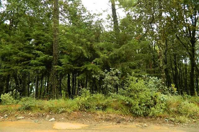 Invertirán 1.5 mdp para reforestar 800 hectáreas en Tepanco