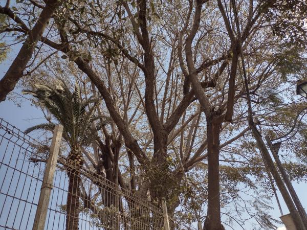 Nuevamente invaden garzas garrapateras dos zonas de Tehuacán