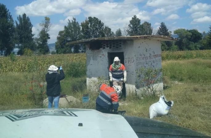 Abejas atacan a una familia en Tecamachalco
