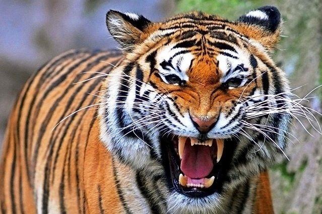 Tigre aterra a policías y granjero por una hora… pero era de peluche