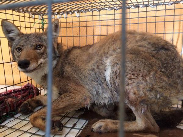 Sofocan incendio forestal que afectó 150 hectáreas de Zacatlán image 2