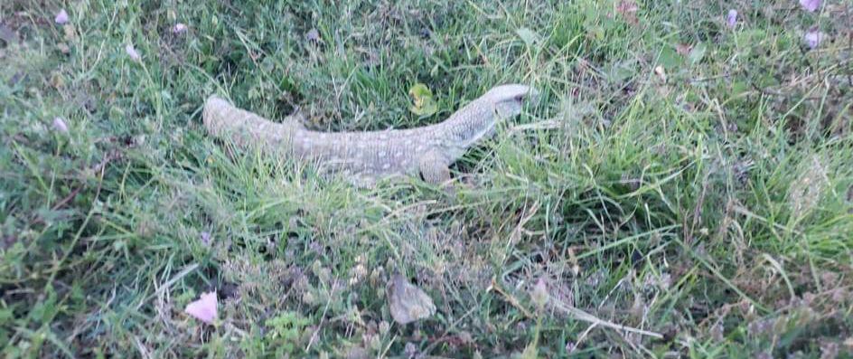 Visita Profepa a dueño de varano extraviado en Atlixco