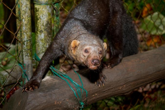 Jauría mata a especie en extinción en Huauchinango