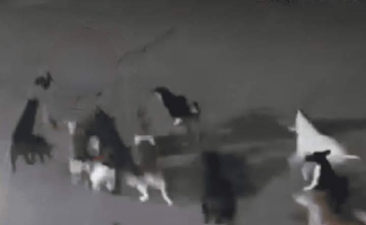 Creyeron que jugaban: jauría de perros mata a mujer en Acatzingo