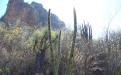Analizan convertir valle Tehuacán-Cuicatlán en Patrimonio de la Humanidad image 1