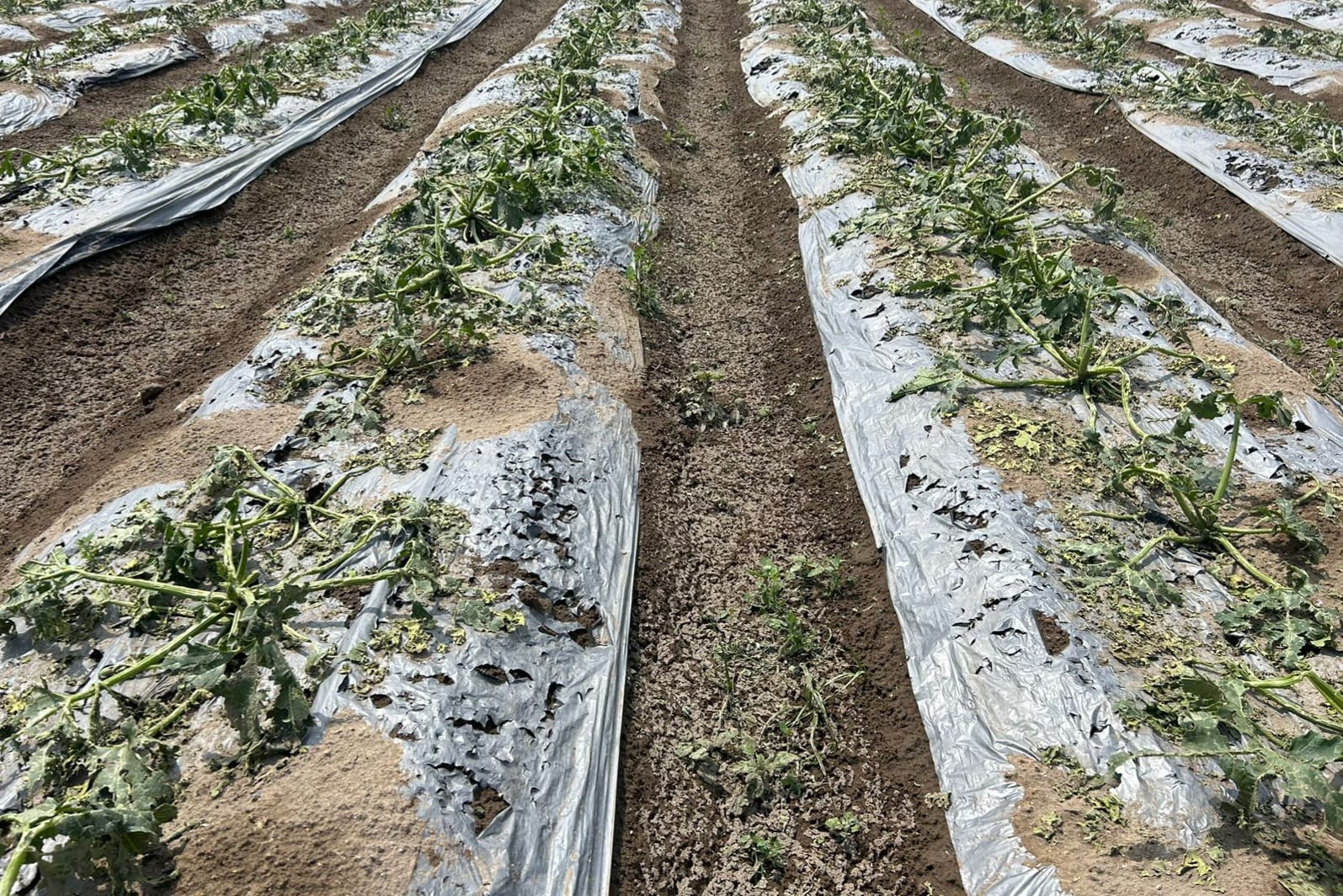 Hay 670 hectáreas de hortalizas afectadas tras granizo en Felipe Ángeles y Quecholac