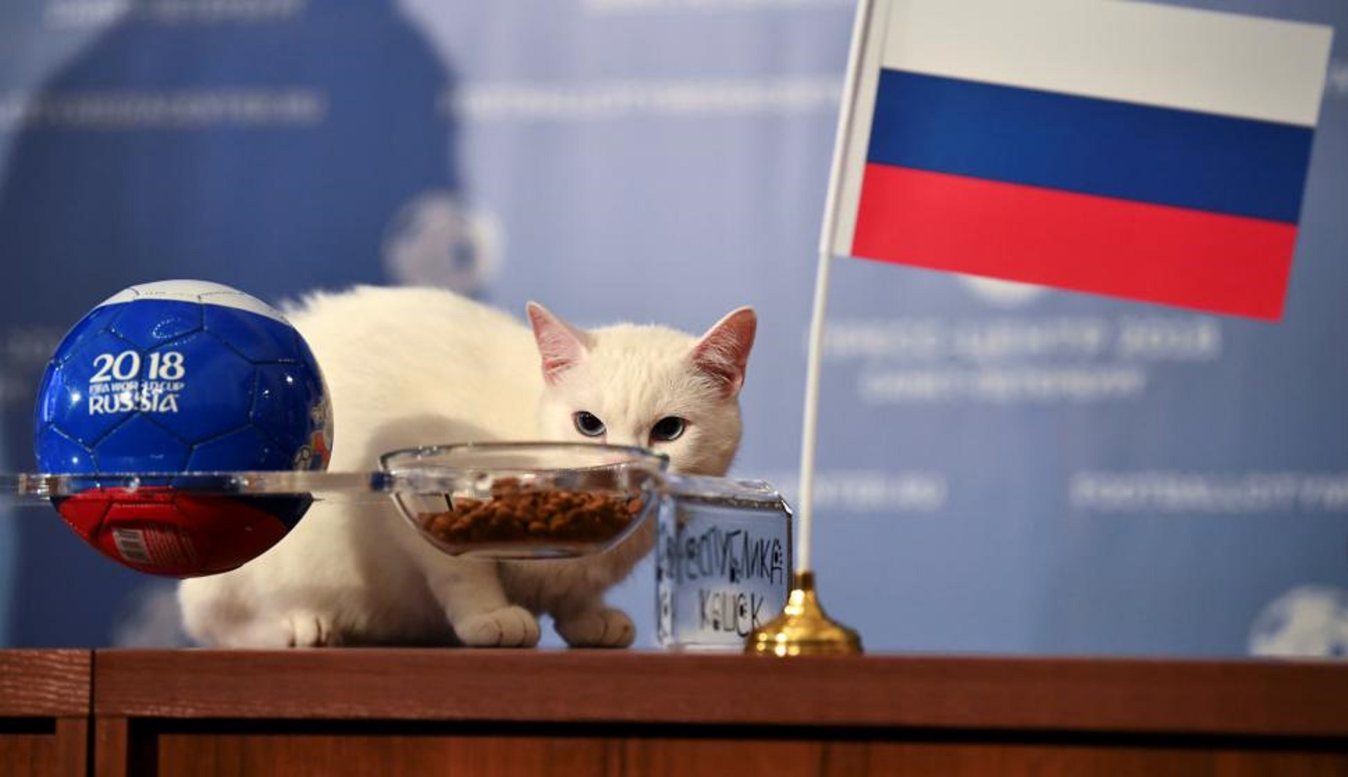 Conoce al gato Aquiles, el oráculo del mundial Rusia 2018