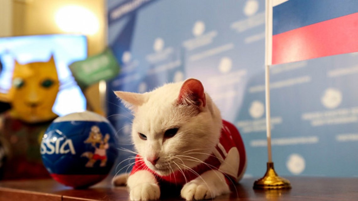 Conoce al gato Aquiles, el oráculo del mundial Rusia 2018