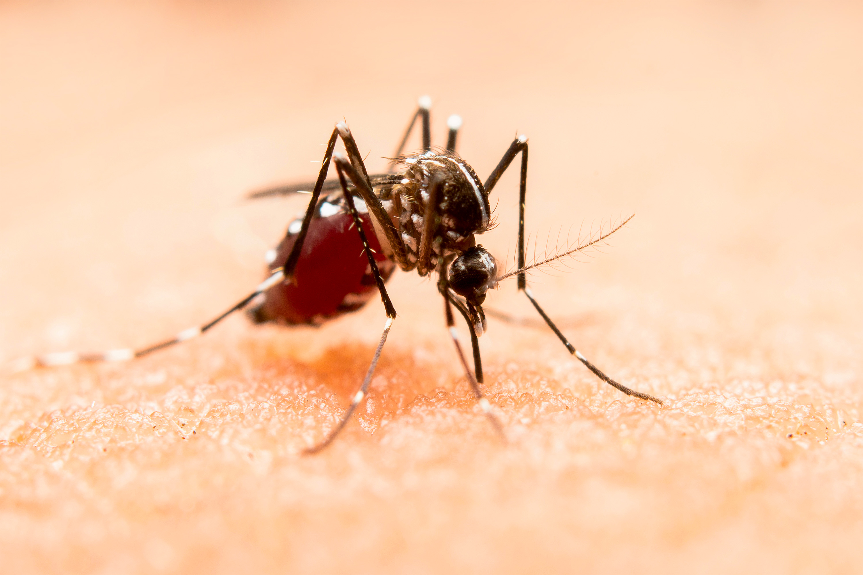 Puebla, sin contagios ni defunciones por dengue en las últimas 24 horas 