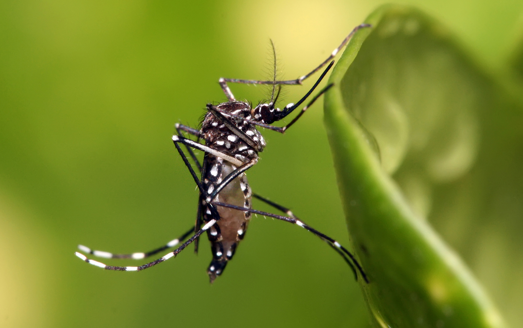 Puebla llega a 1,233 casos de dengue en 2024: Salud.