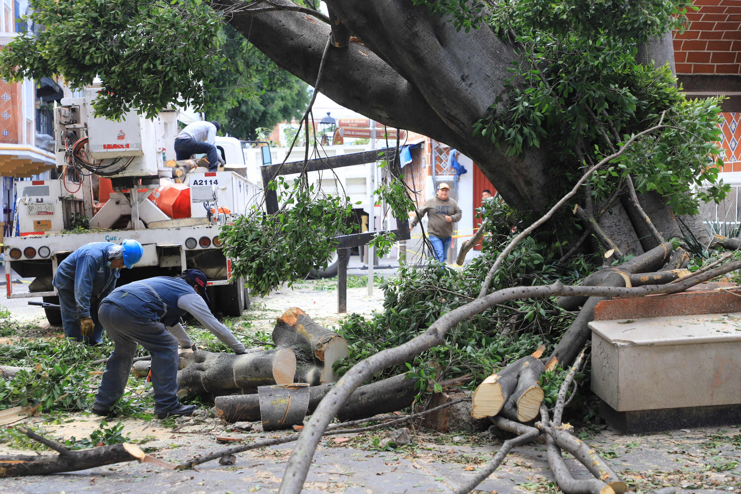 VIDEO Cuatro días después, retiran árbol caído en el Barrio del Artista