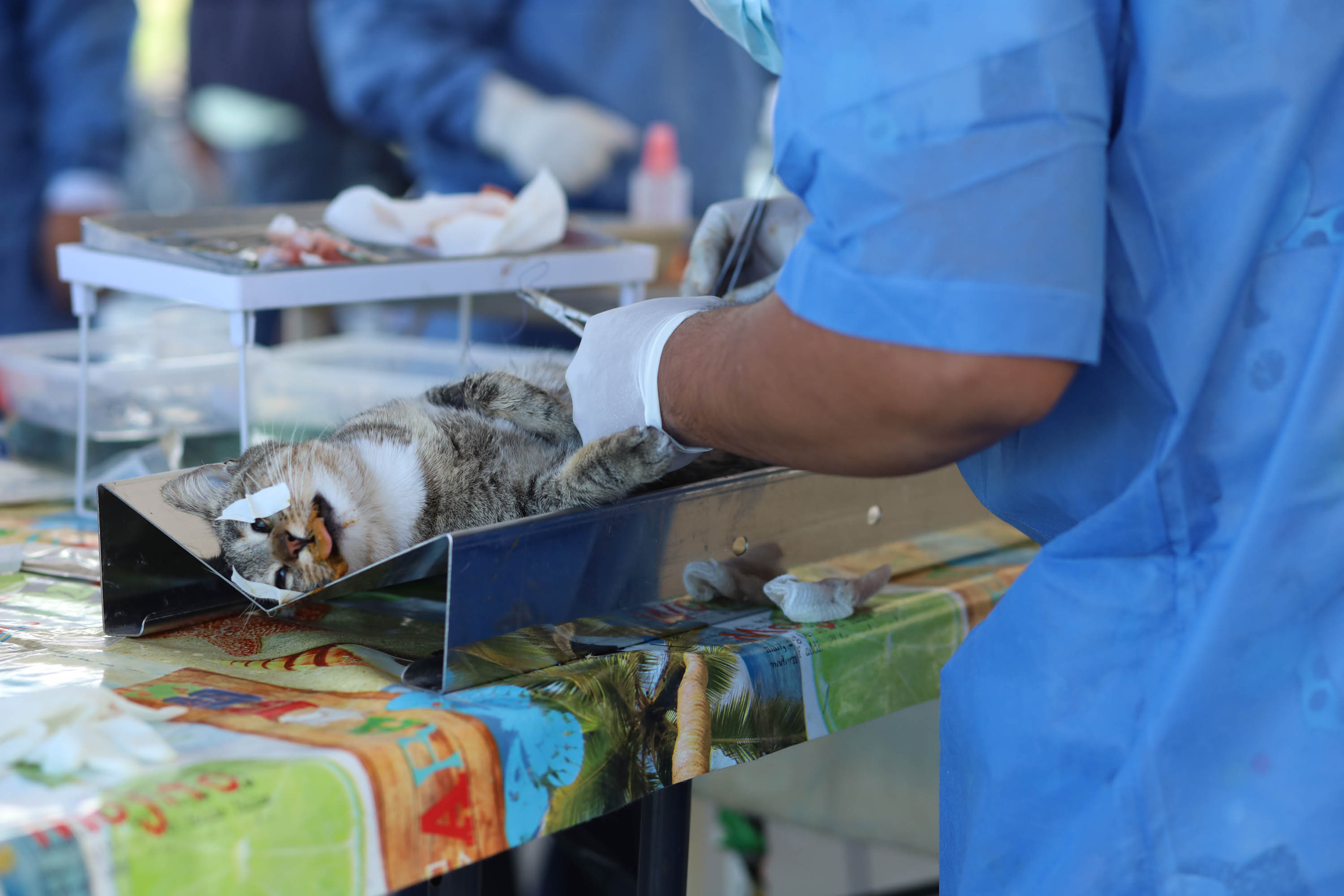 VIDEO Realiza San Pedro Cholula Mega Jornada de Bienestar Animal