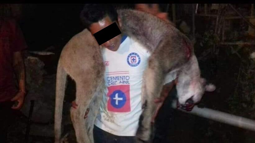VIDEO: Difunden supuesta cacería de puma en Pahuatlán