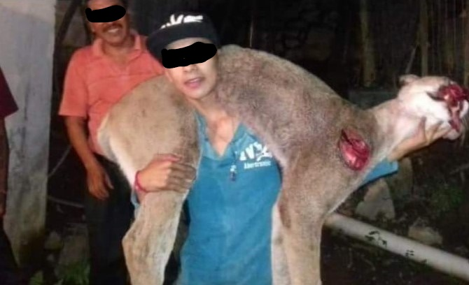 VIDEO: Difunden supuesta cacería de puma en Pahuatlán