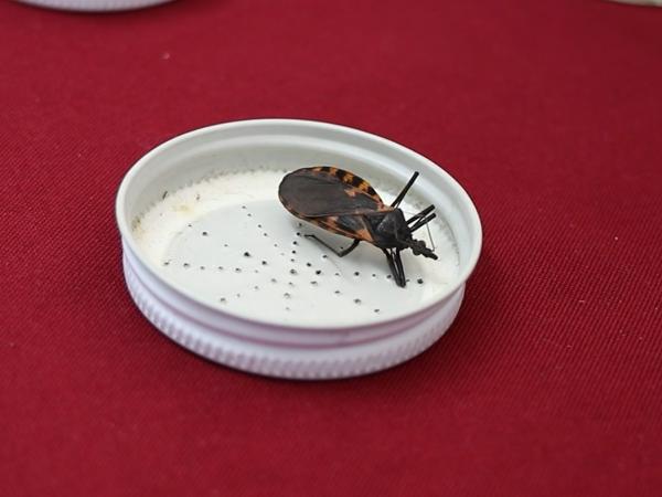 Exhorta Salud a no bajar guardia contra enfermedad de Chagas ante casos en Puebla