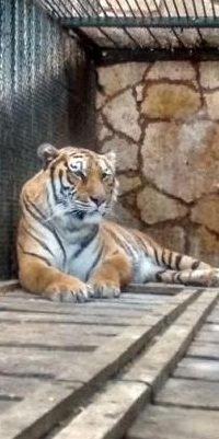 Sin hacer cambios, zoo de Tehuacán es reabierto por la Profepa