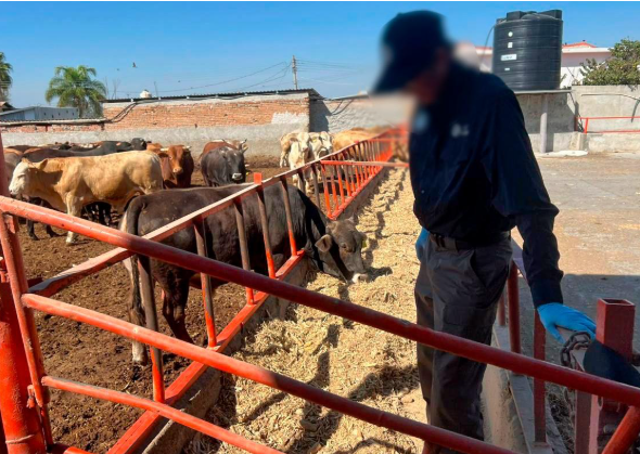 FGR cateos ranchos de Guanajuato y asegura ganado que podría tener clembuterol