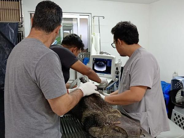 Rescatan a pecarí atropellado frente a Flor del Bosque