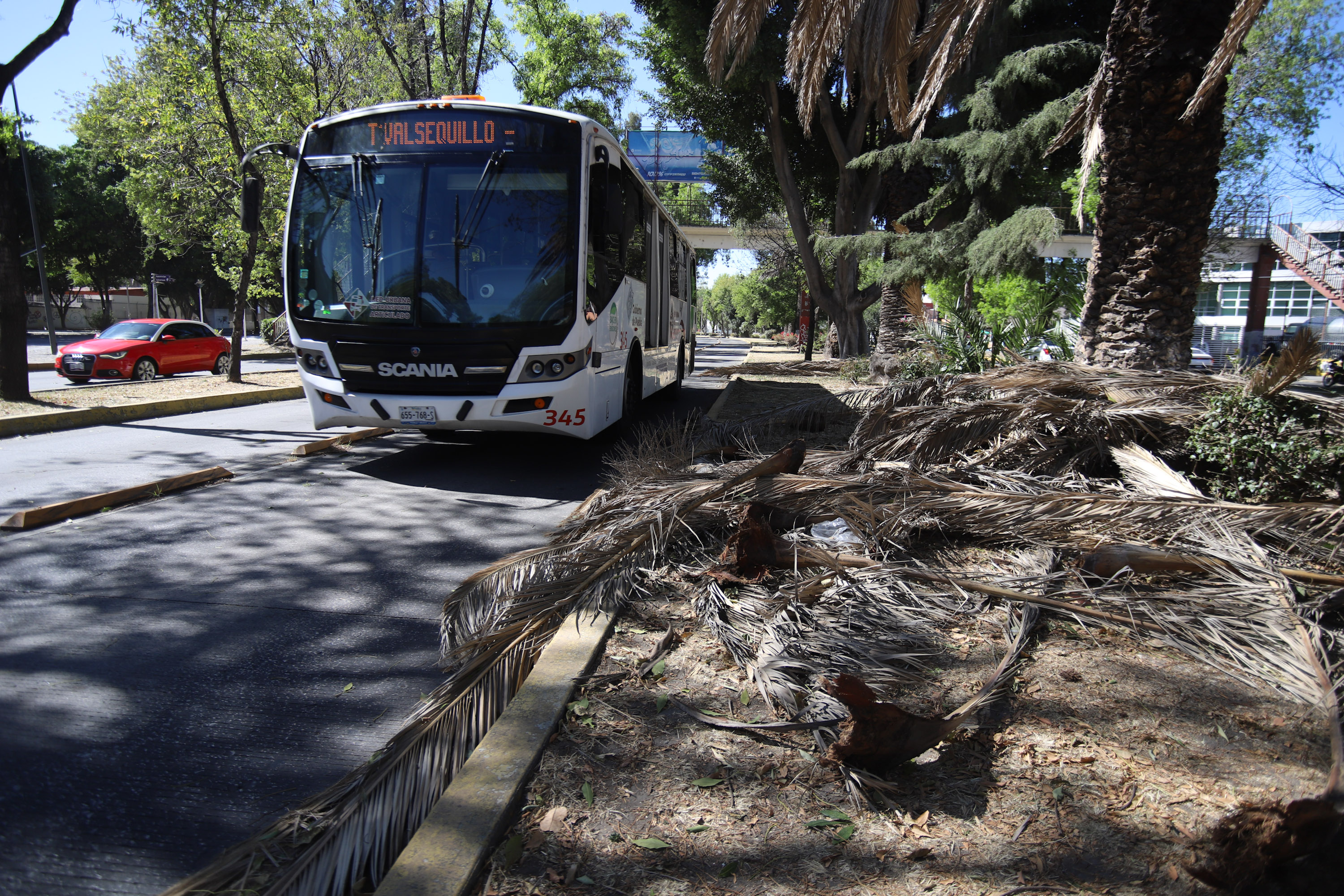 VIDEO Ramas caídas por fuertes vientos invaden carril de RUTA