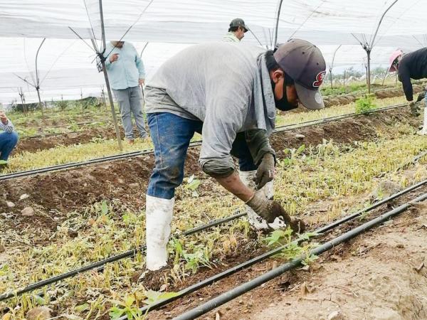 Emite Secretaría de Trabajo de Puebla convocatoria para Reconocimiento Trabajo Digno