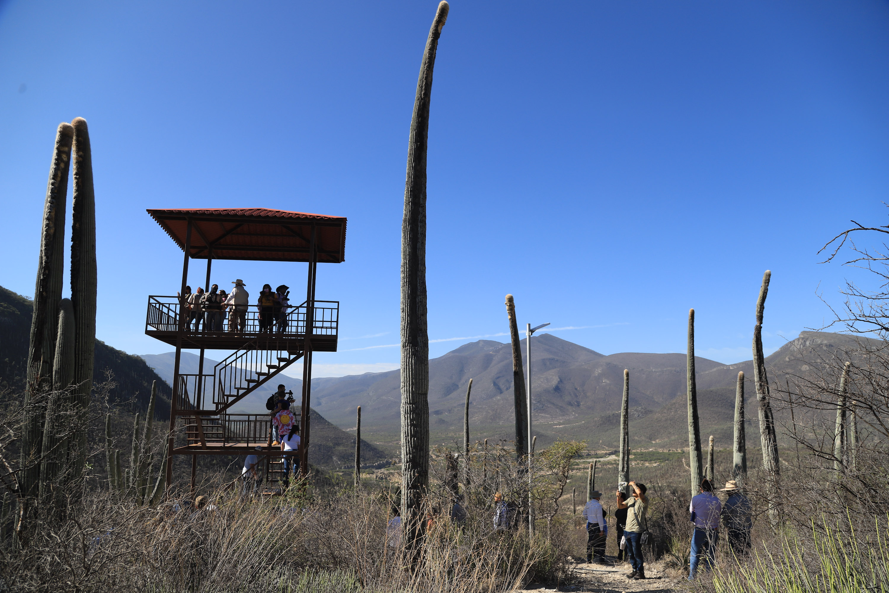 VIDEO Ven y disfruta el Jardín Botánico Zapotitlán Salinas