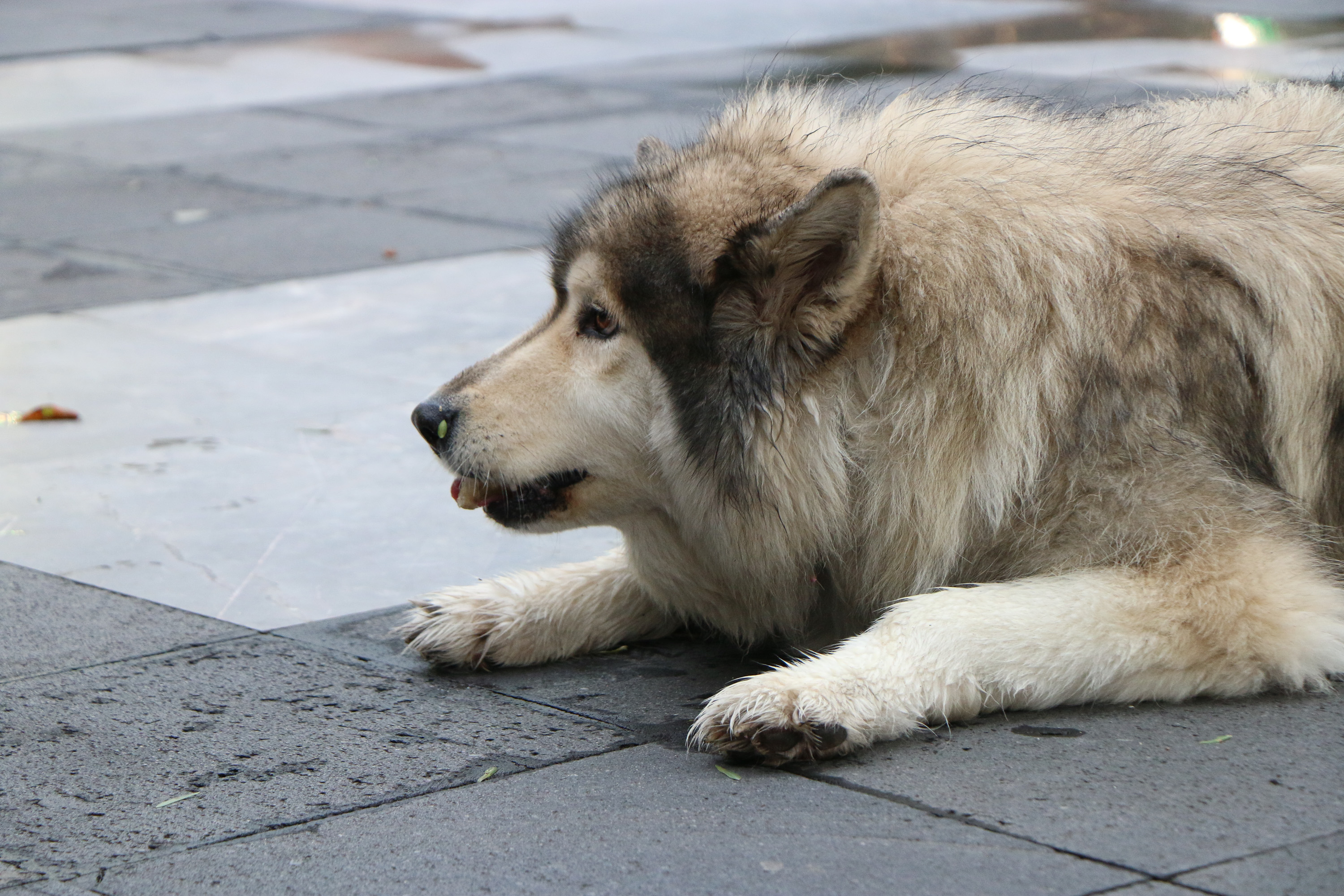 VIDEO Incrementan casos de violencia contra los animales en Puebla