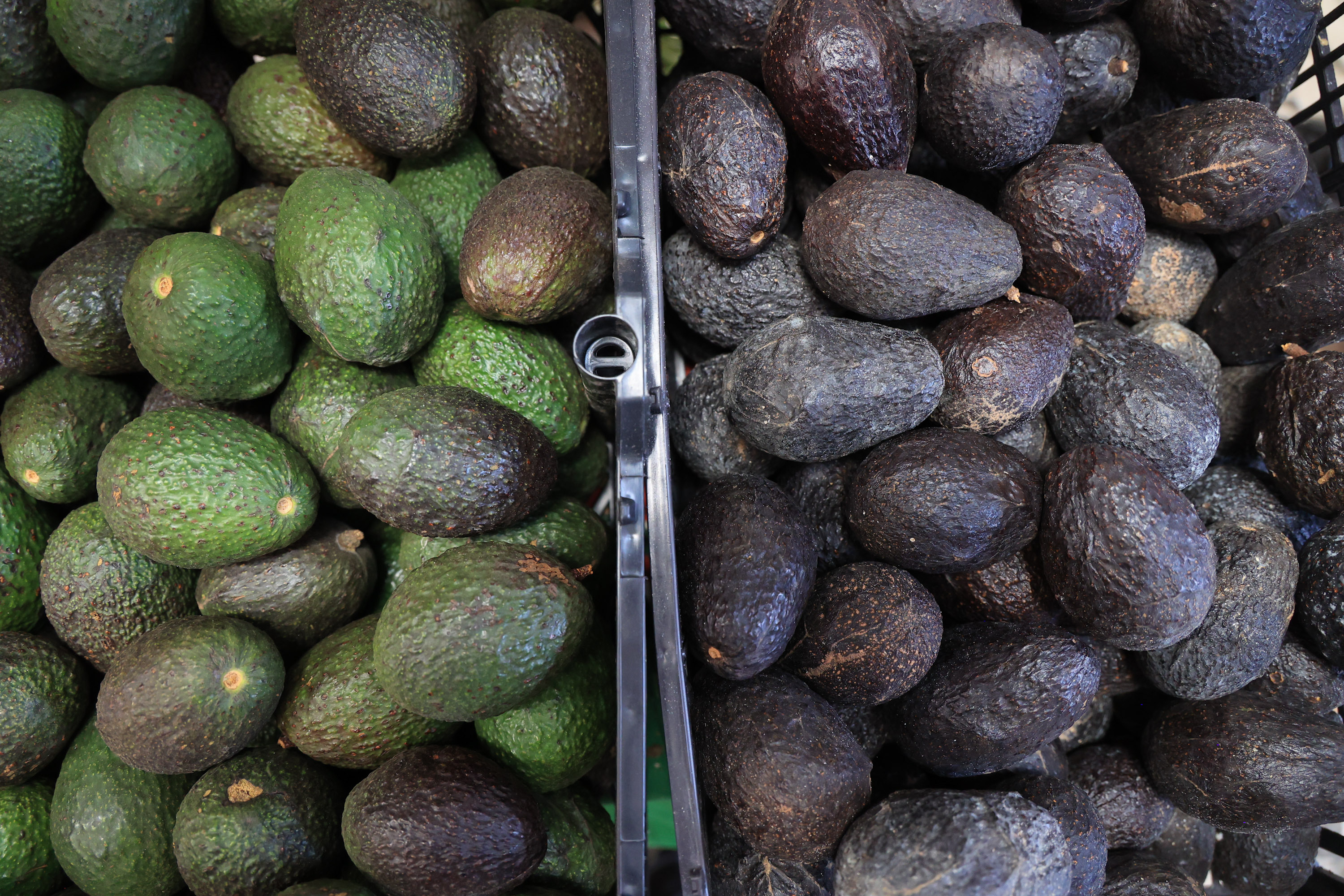 VIDEO Puebla se prepara para exportar aguacate a los Emiratos Árabes Unidos