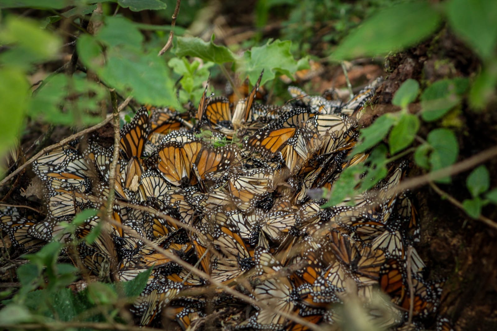 Unesco llama a México a aumentar límites en la Reserva de la Mariposa Monarca 