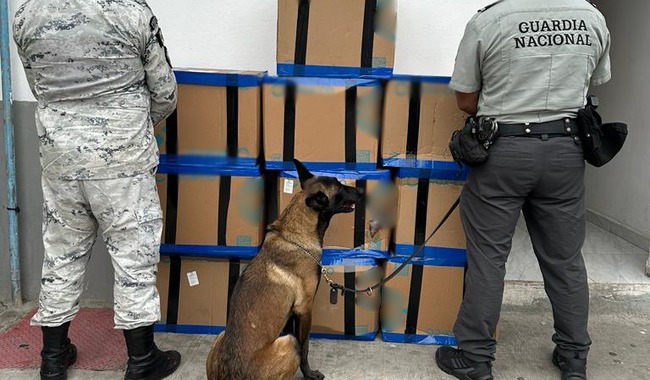 En SLP binomios caninos interceptan 112 kilos de marihuana en mensajería