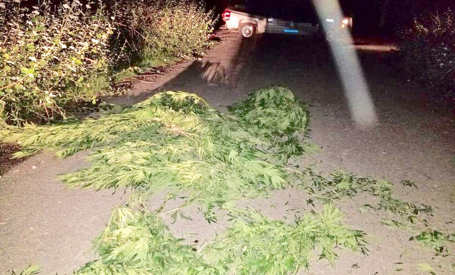 Abandonan 152 plantas de marihuana en Acajete