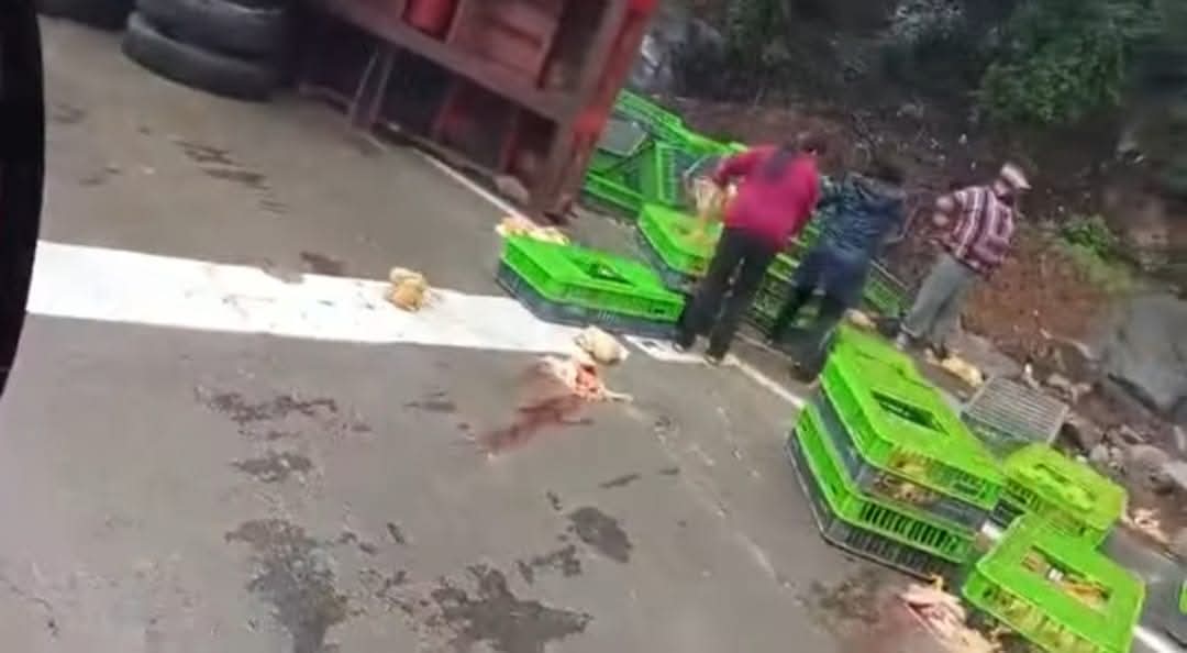 Volcadura de tractocamión cargado de pollos en la Puebla-Orizaba genera rapiña 