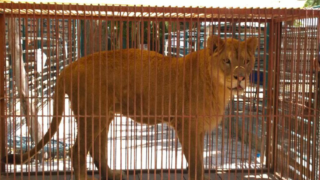 Trasladan a 31 animales de zoo de Tehuacán a albergue temporal